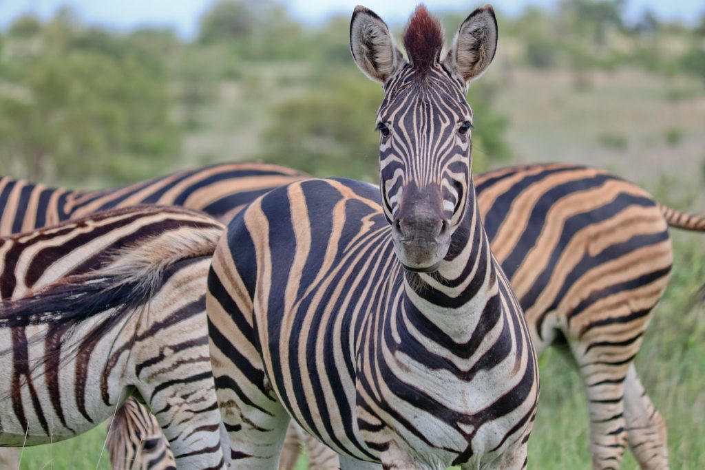 Kruger National Park