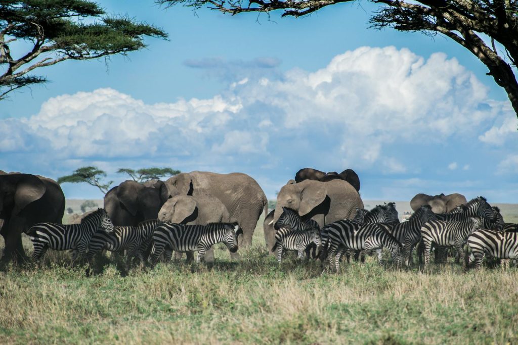 Safari Serengeti