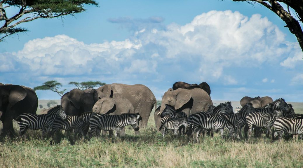 Safari Serengeti