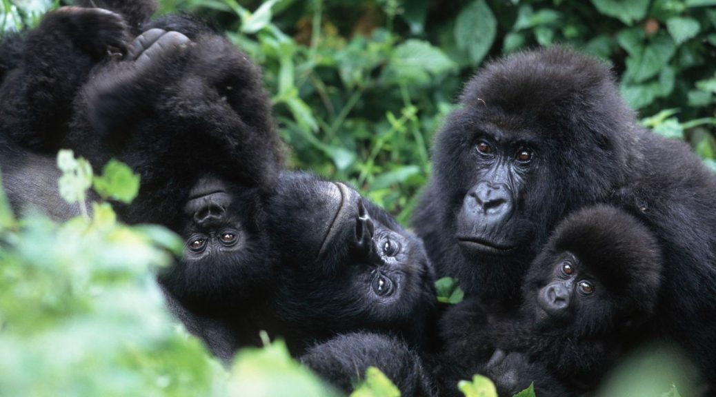 Gorille de montagne au Rwanda