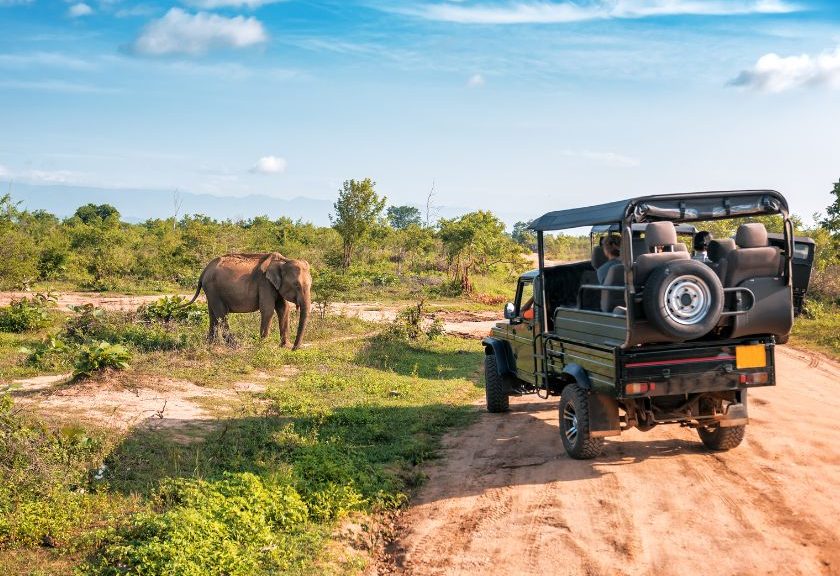 Les Plus Beaux Pays pour Faire un Safari en Afrique : Une Aventure Inoubliable